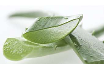 Slika biljke Aloe Vera